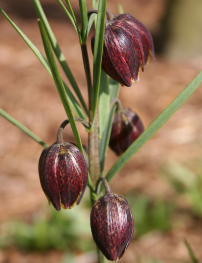 Fritillaria montana 